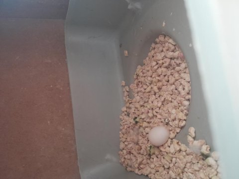 Güzel çift muhabbet kuşlar