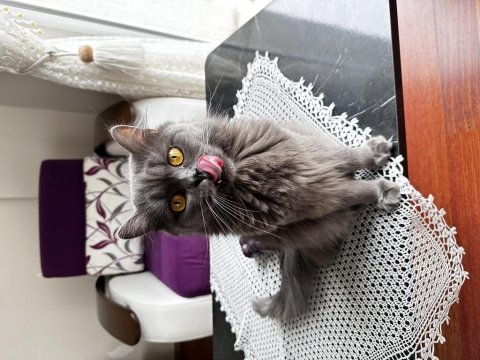 British longhair gümüşüm güzel kızım