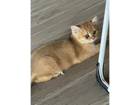Golden british shorthair safkan 3 aylık