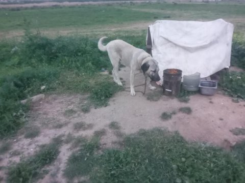 1 çift adamcıl kangal