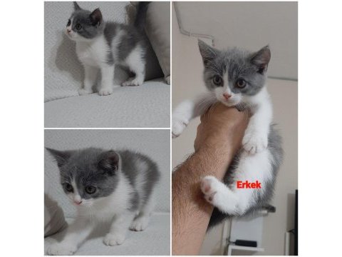 British shorthair bicolor