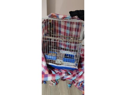 Çift sultan papağanı yumurtaya oturuyor