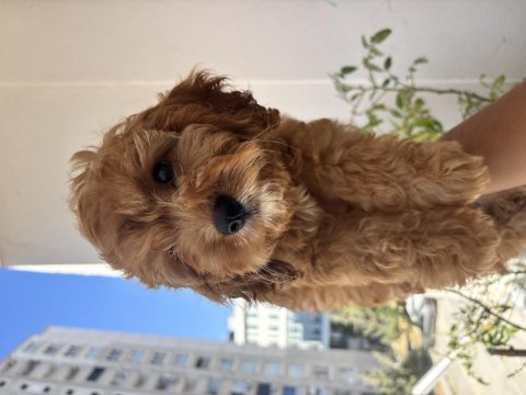 Aşılı tuvalet eğitimli maltipoo