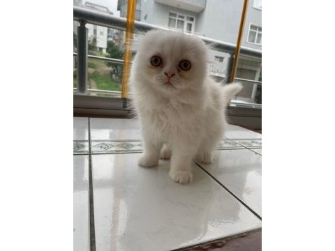 Kedi yavru british longhair dişi erkek
