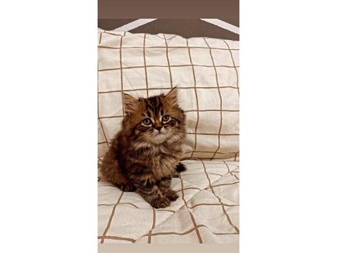 Yakışıklı british longhair oğlumuza sahip aranıyor