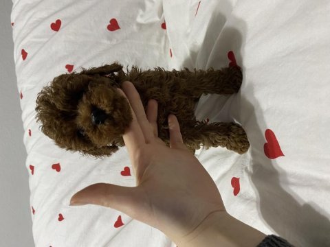2 aylık toy poodle bebekler erkek