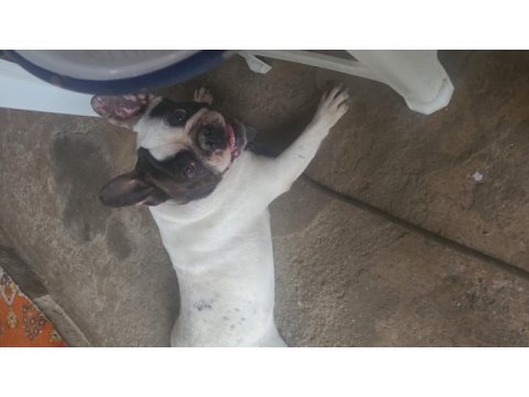 2 yaşında dişi french bulldog