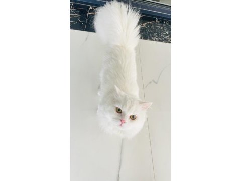 Chinchilla erkek çok uysal sevecen