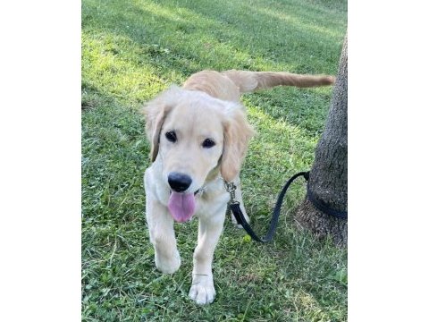 Eğitimli aşılı cipli golden retriever