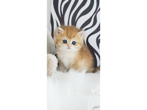Ankaranın  en güzel golden longhair yavruları
