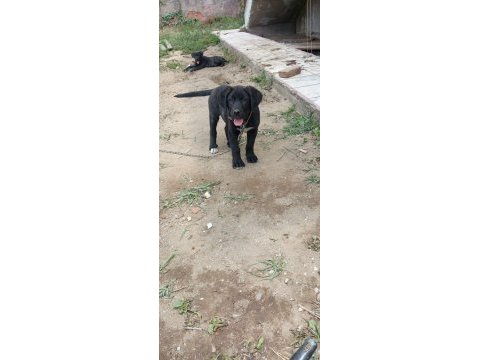 Cane corso bebekler