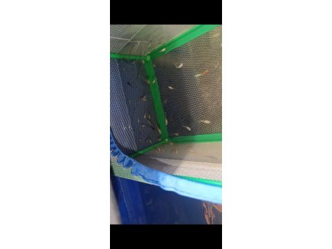 Çok sayıda genç damızlık jumbo lepistes