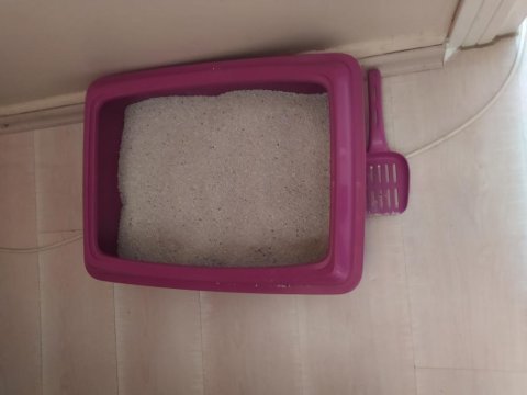 Scottish straight cinsi kızım