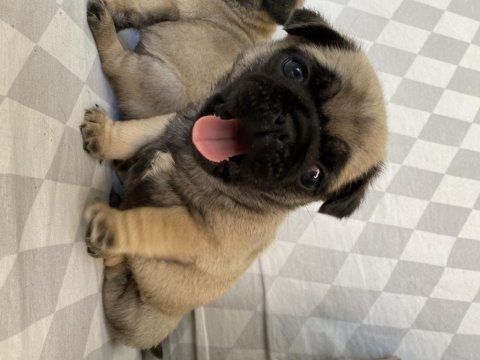 Pug mops yavrular ırk ve sağlık garantili denizli