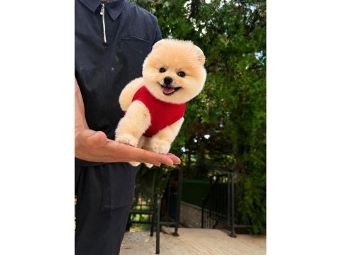 Orjinal pomeranian yavrumuz miço