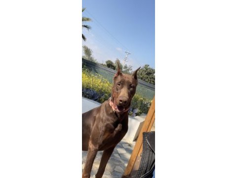 Kızıl doberman yavruları için arayın