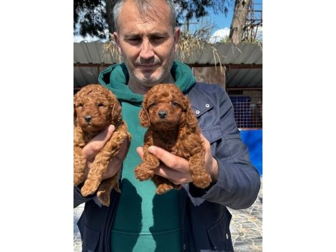 Çok tatlı toy poodle yavrularımız