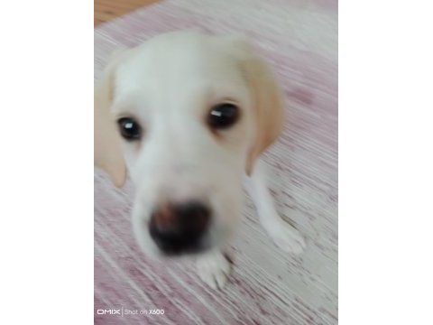 2 aylık tam bir sevgi yumağı labrador köpeği