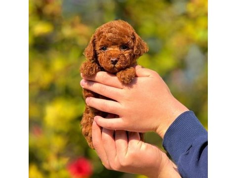 2.5 aylık dişi toy poodle bebeğimiz