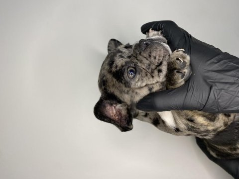 60 günlük french bulldog yavrular