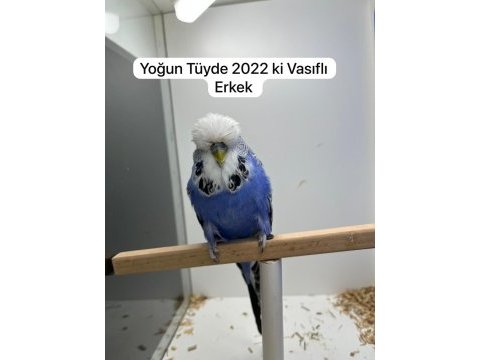 Show muhabbet kuşu yavrular