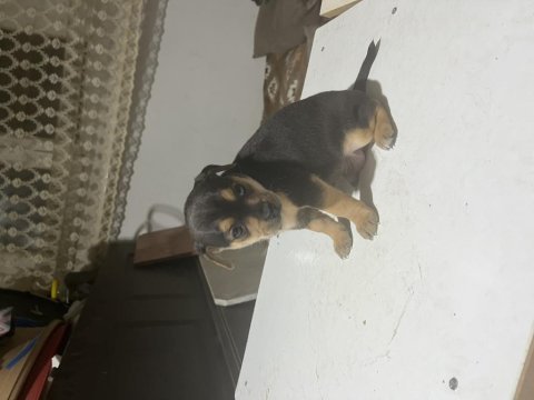 Pinscher şivava