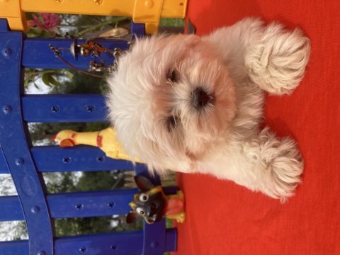 Maltese terrier