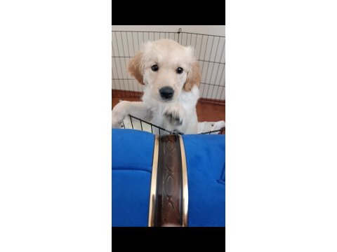 4 aylık dişi golden retriever