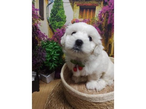 A kalite maltese terrier yavrular