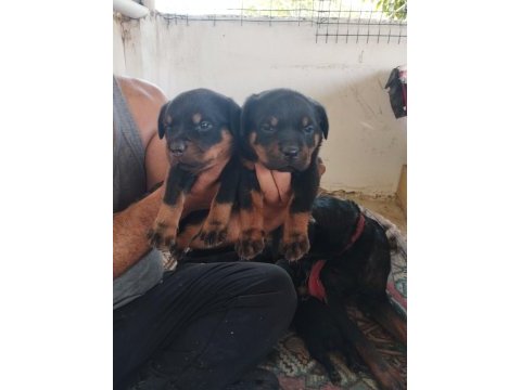 Orijinal rottweiler bebekler
