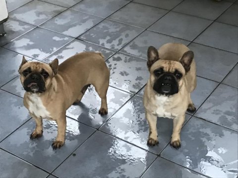 Anneli kızlı french bulldog