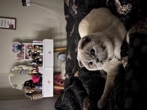 Scottish fold