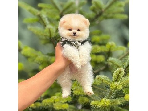 Pomeranian köpeği bebeklerimiz