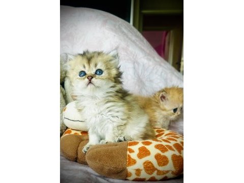 Safkan şecereli anne babadan golden british dişi ve erkek