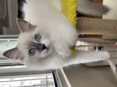 3 aylık erkek ragdoll yavru