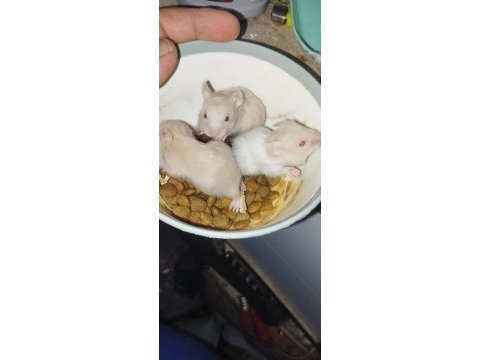Tamamen evcil özel tür teddy bear hamster