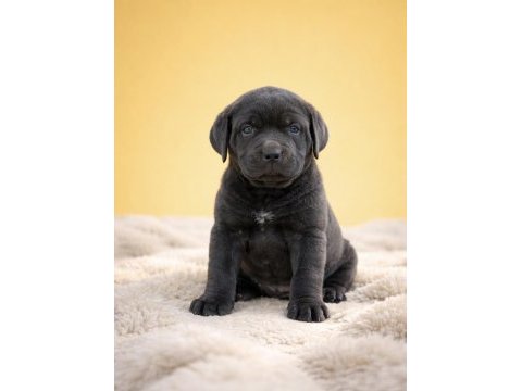 Üst kalite ırk garantili cane corso yavrular