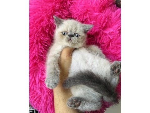 Exotic shorthair bluepoint