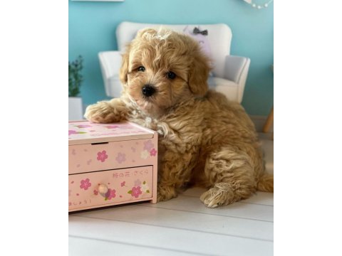 Toy poodle kalitesinde maltipoo yavruları