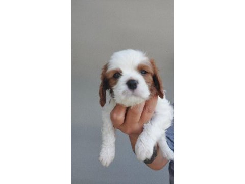 5 erkek ve 1 dişi cavalier king charles yavrular