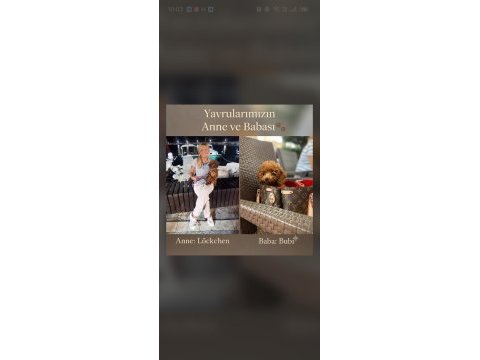 Orijinal red brown mini poodle yavruları