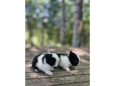 Netherland dwarf cüce tavşan