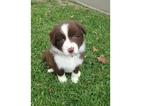 Safkan border collie yavrular