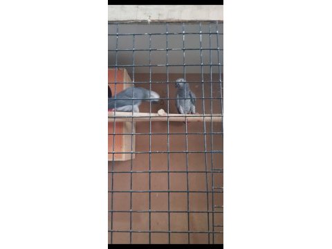 Kırmızı kuyruk jako çifti