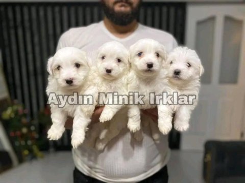 Safkan maltese yavrular