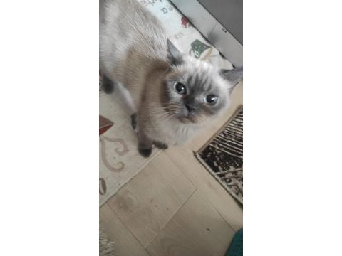 British shorthair yavrular