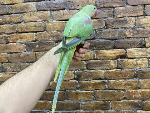 Yavru uysal erkek alexander papağanı
