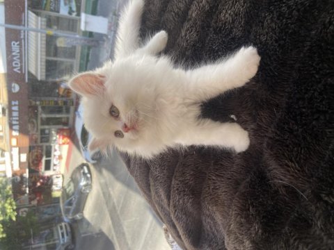 British longhair