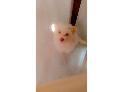 3 aylık safkan maltese terrier