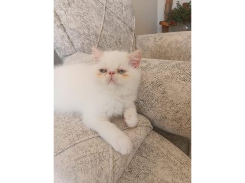 Exotic shorthair 2 aylık dişi